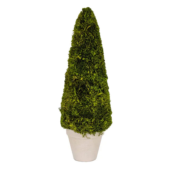 Boxwood Tree Green